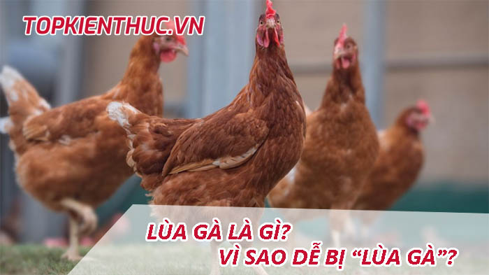 Lùa gà là gì? Vì sao con người dễ bị “lùa gà”?